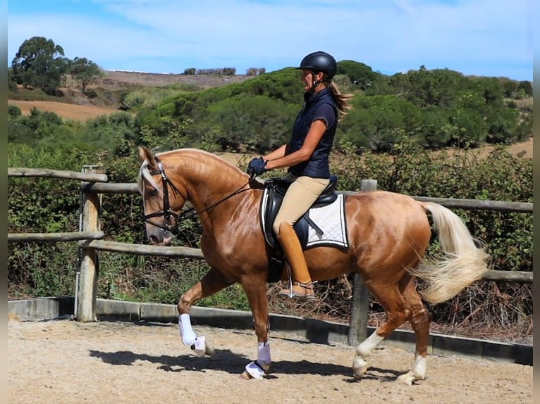 Lusitano Gelding 7 years 15,2 hh Palomino in Ribamar