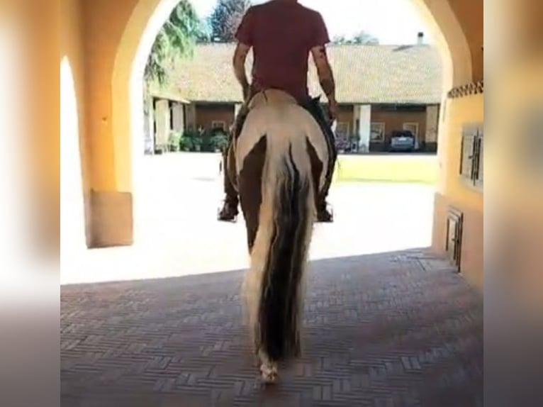 Lusitano Mix Gelding 7 years 15.2 hh Pinto in Vizzolo Predabissi