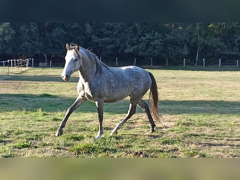Lusitano Gelding 7 years 15,1 hh Grey-Dapple in Neuenkirchen