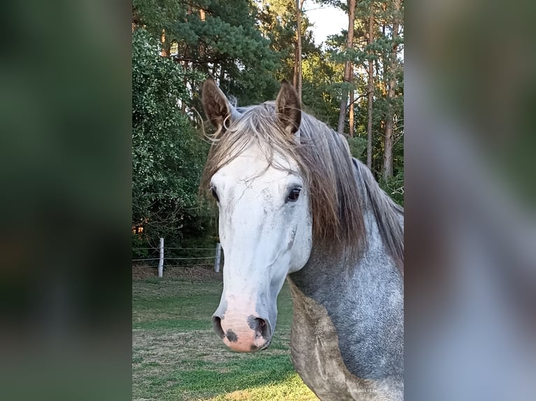 Lusitano Gelding 7 years 15,1 hh Grey-Dapple in Neuenkirchen