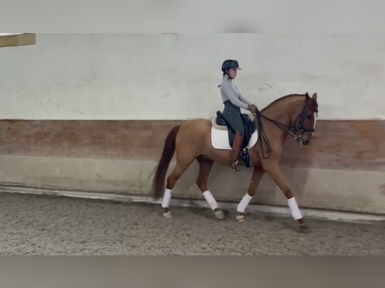 Lusitano Gelding 7 years 15,2 hh Chestnut-Red in TROFA