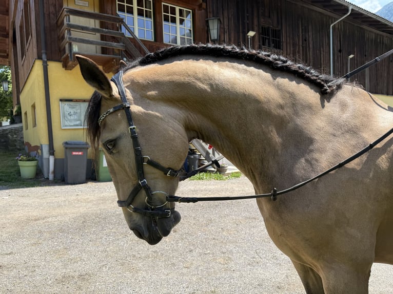 Lusitano Mix Gelding 7 years 15,2 hh Dun in Schwarzach im Pongau