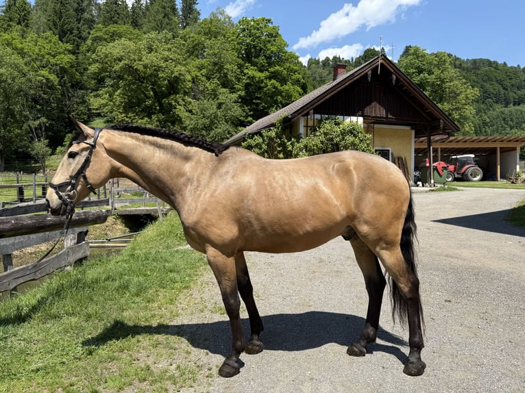 Lusitano Mix Gelding 7 years 15,2 hh Dun in Schwarzach im Pongau
