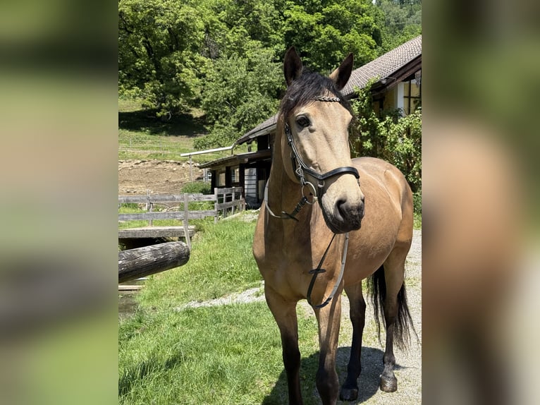 Lusitano Mix Gelding 7 years 15,2 hh Dun in Schwarzach im Pongau