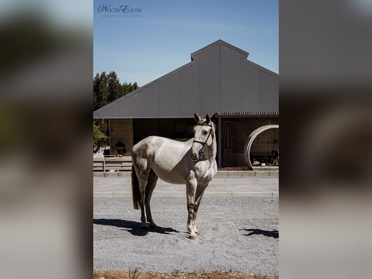Lusitano Gelding 7 years 15,2 hh Grey in S&#xE3;o Teot&#xF3;nio