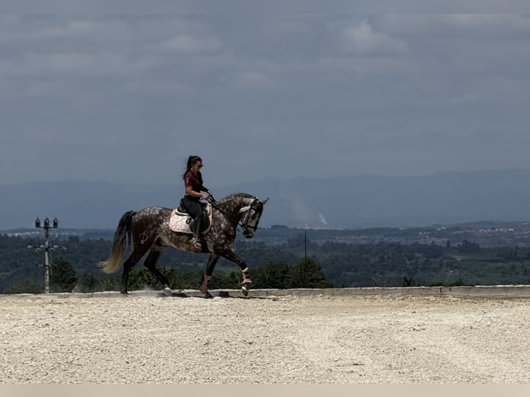 Lusitano Gelding 7 years 15,3 hh Grey in Seia