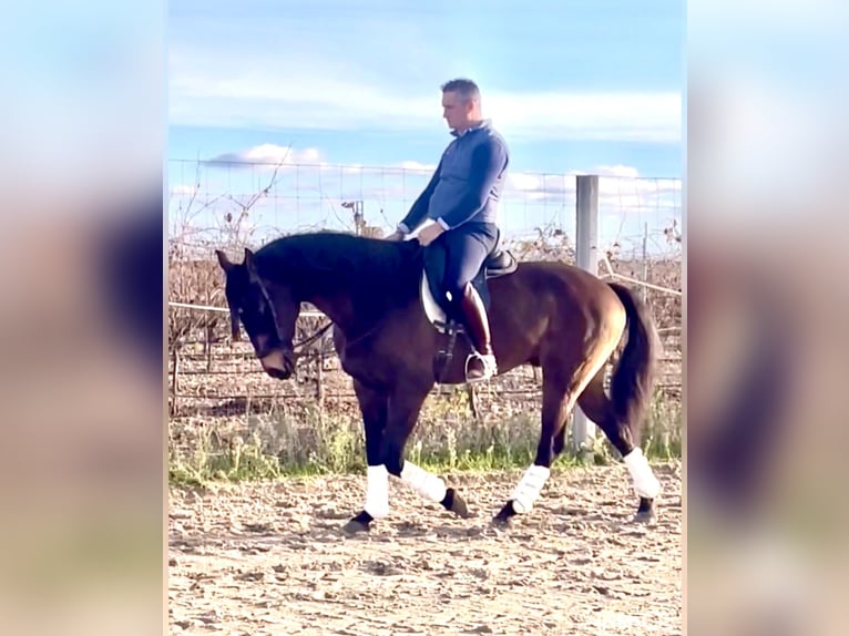 Lusitano Gelding 7 years 16,1 hh Brown in Coca