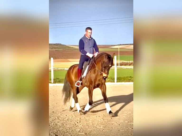 Lusitano Gelding 7 years 16,1 hh Brown in Coca