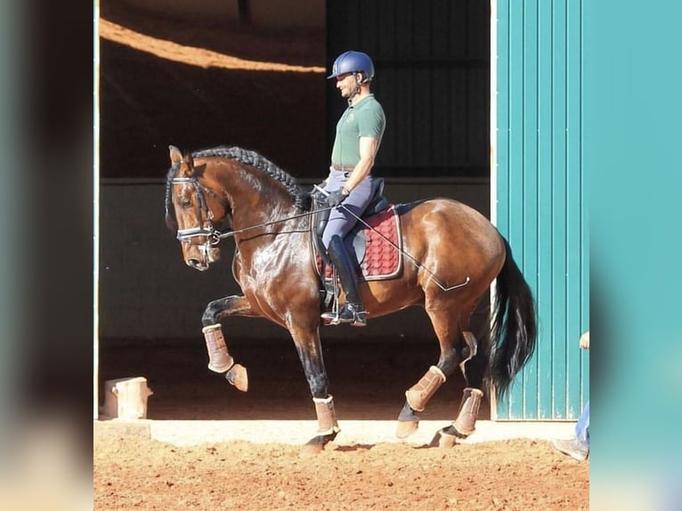 Lusitano Gelding 7 years 16,1 hh Brown in Zaragoza