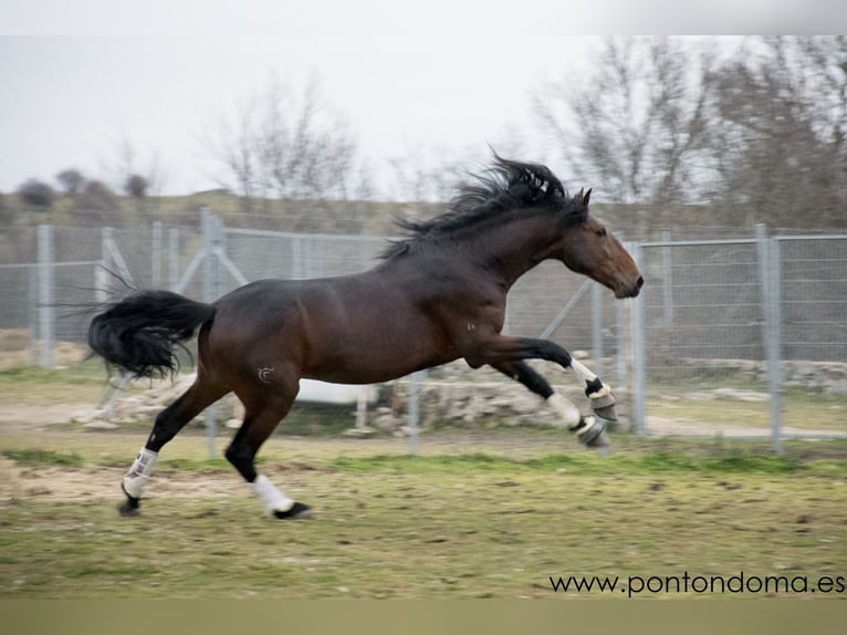 Lusitano Gelding 7 years 16.2 hh Brown in Espirdo