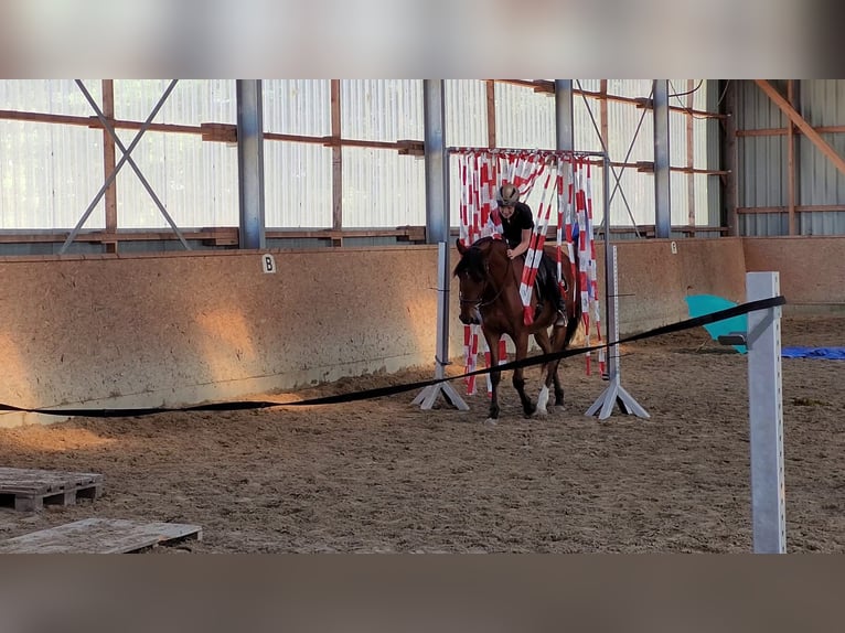 Lusitano Gelding 7 years 16.2 hh Brown in Sassenburg