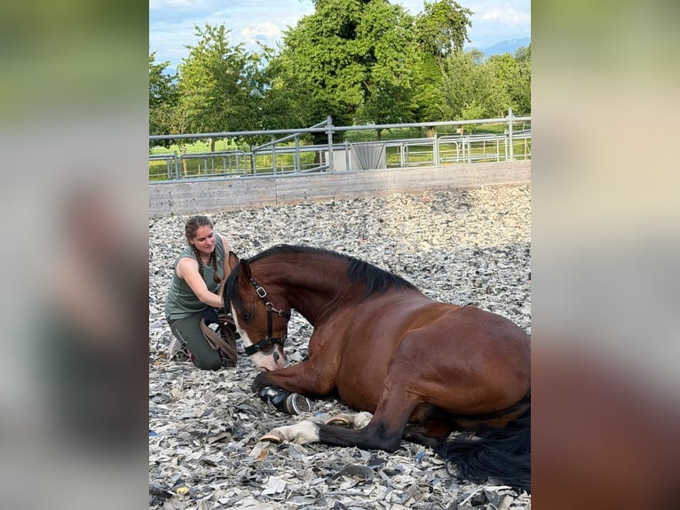 Lusitano Gelding 7 years 16.2 hh Brown in Römerswil LU