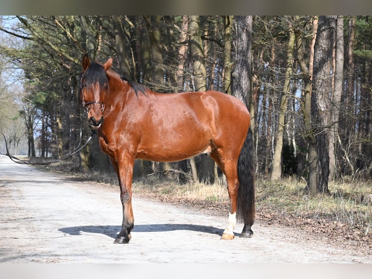 Lusitano Gelding 7 years 16.2 hh Brown in Osloß