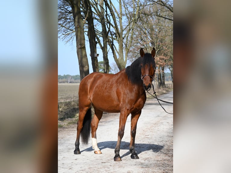 Lusitano Gelding 7 years 16.2 hh Brown in Osloß