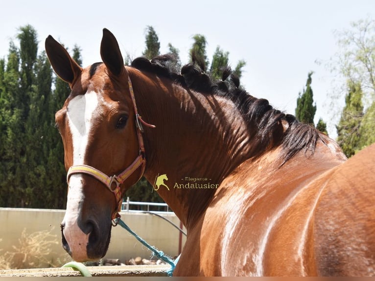 Lusitano Gelding 7 years 16.3 hh Brown in Provinz Granada