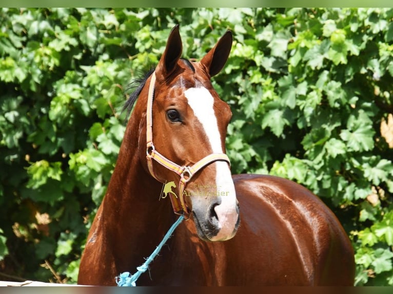 Lusitano Gelding 7 years 16.3 hh Brown in Provinz Granada