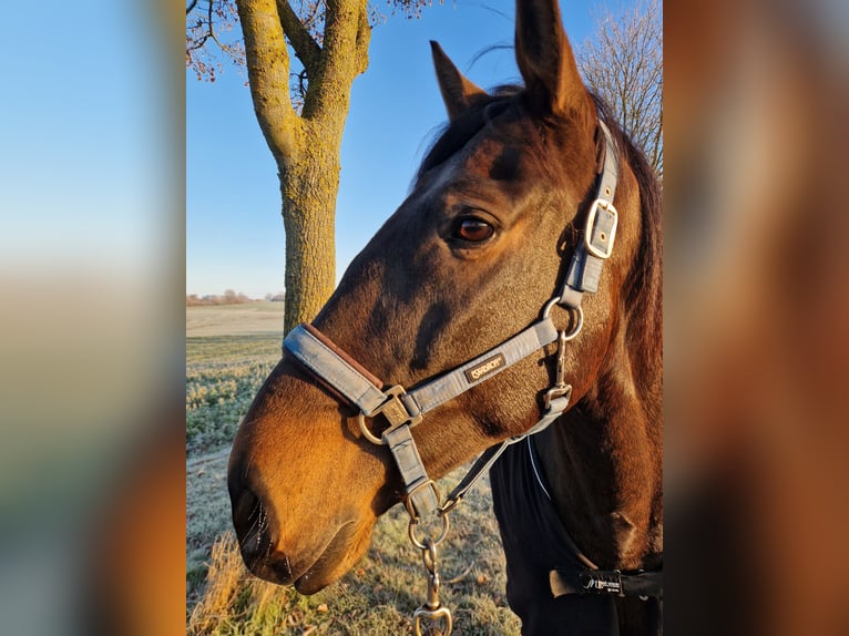 Lusitano Gelding 7 years 16 hh Bay-Dark in Vellmar