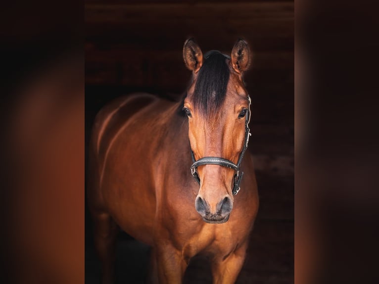 Lusitano Gelding 7 years 16 hh Brown in Vale de Janelas