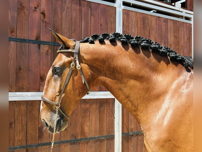 Lusitano Gelding 7 years 16 hh Brown-Light in Palmar, El (El Palmar)