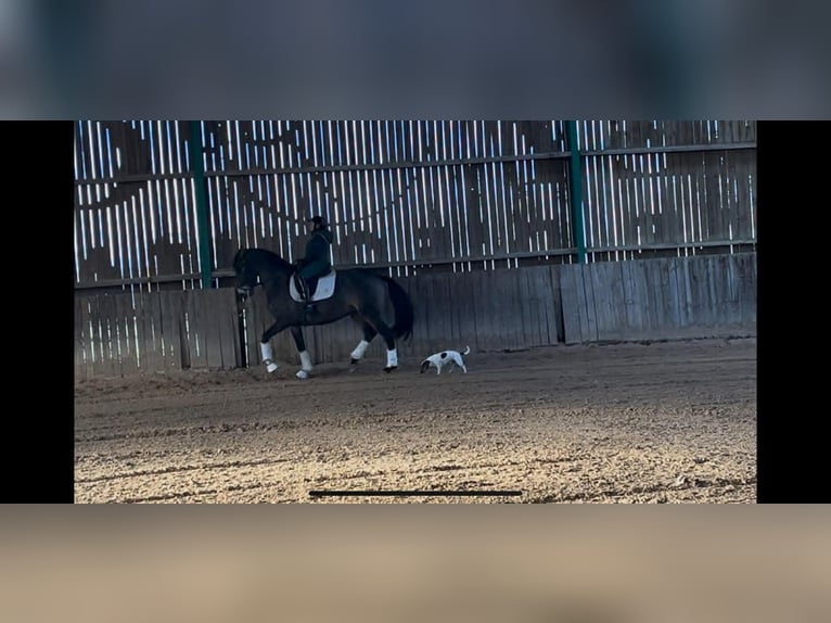 Lusitano Gelding 7 years 16 hh Dun in L&#x27;Hopital Le Grand