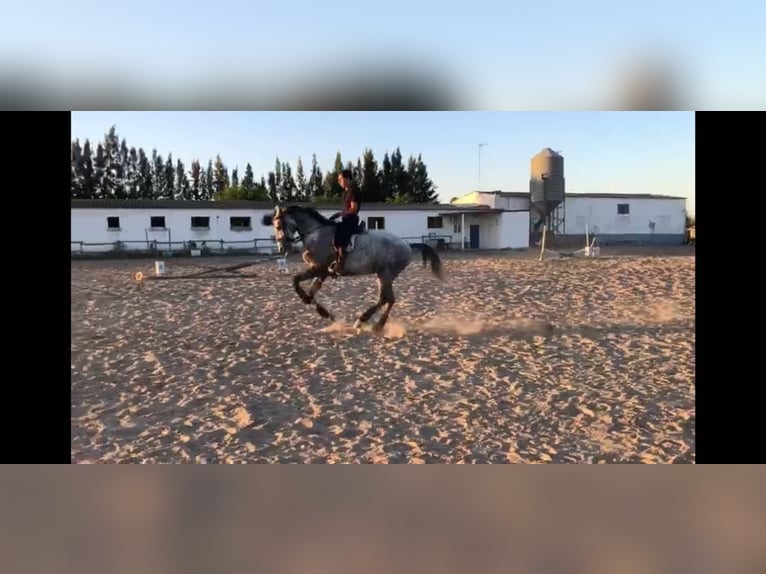 Lusitano Gelding 7 years 16 hh Gray in Galaroza (Huelva)