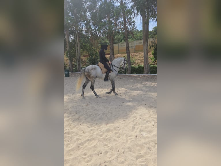 Lusitano Gelding 7 years 16 hh Grey-Dapple in Kobylinek