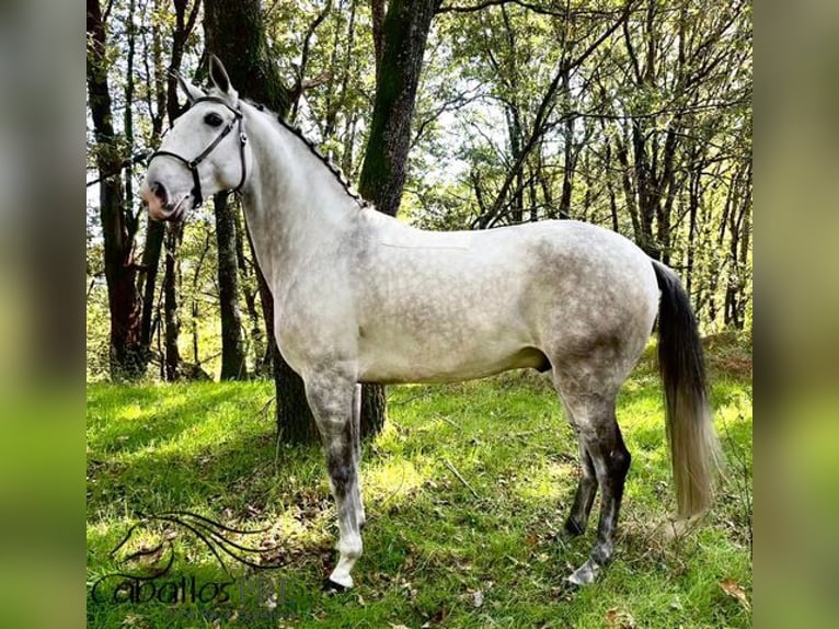 Lusitano Gelding 7 years 16 hh Grey in Silleda