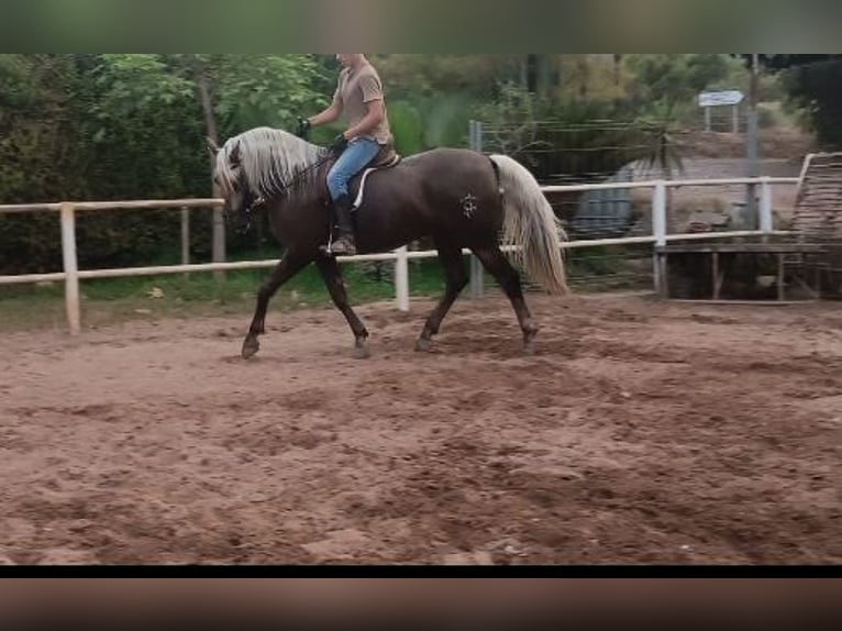 Lusitano Mix Gelding 7 years 16 hh Pearl in Chelva