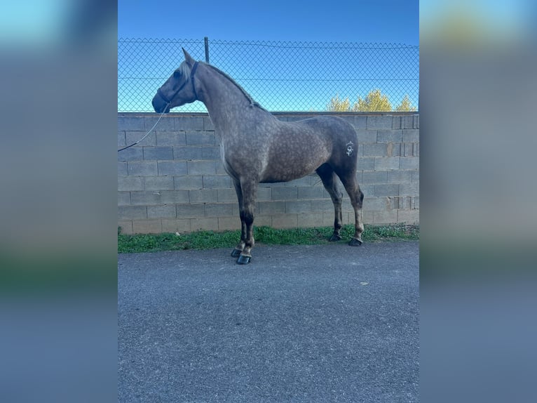 Lusitano Mix Gelding 7 years 16 hh Pearl in Chelva