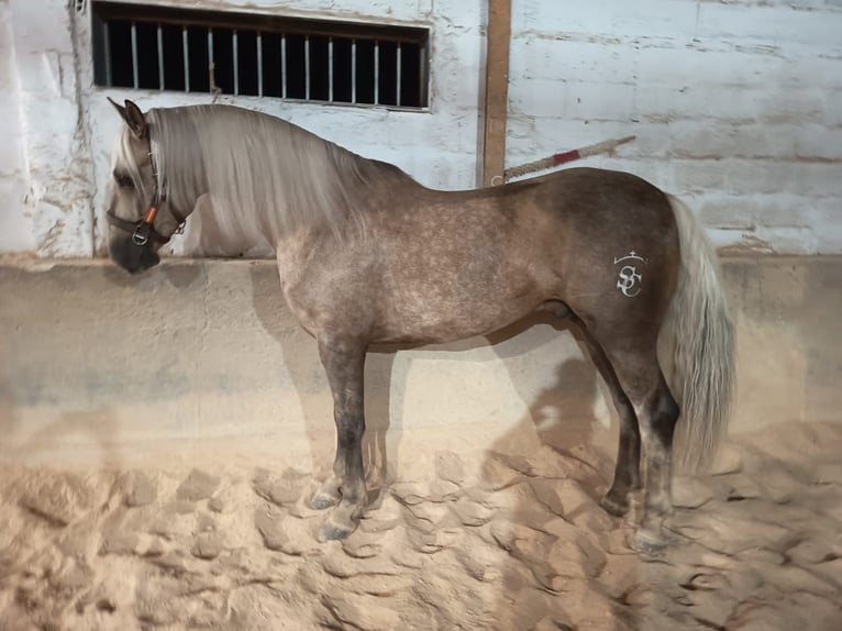 Lusitano Mix Gelding 7 years 16 hh Pearl in Chelva