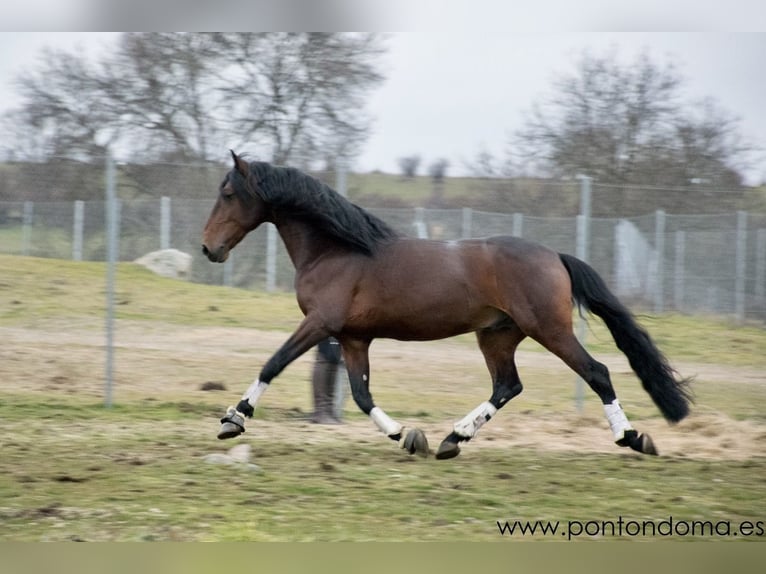 Lusitano Gelding 7 years 16,2 hh Brown in Espirdo