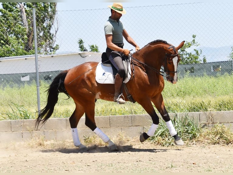 Lusitano Gelding 7 years 16,3 hh Brown in Provinz Granada