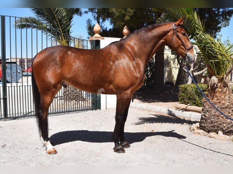 Lusitano Gelding 7 years 16,3 hh Brown in Provinz Granada