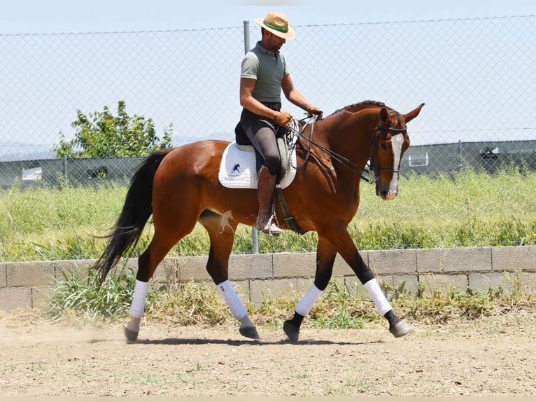 Lusitano Gelding 7 years 16,3 hh Brown in Provinz Granada