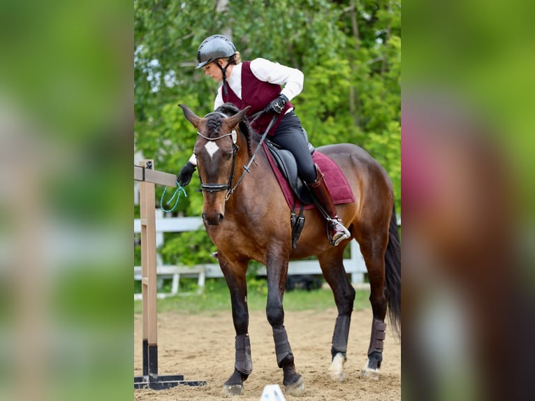 Lusitano Gelding 7 years Bay in Płoniawy Bramura