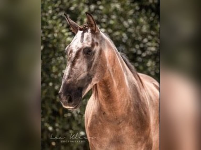 Lusitano Gelding 8 years 14,2 hh Dun in Santarém