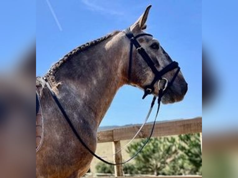 Lusitano Gelding 8 years 14,2 hh Dun in Santarém