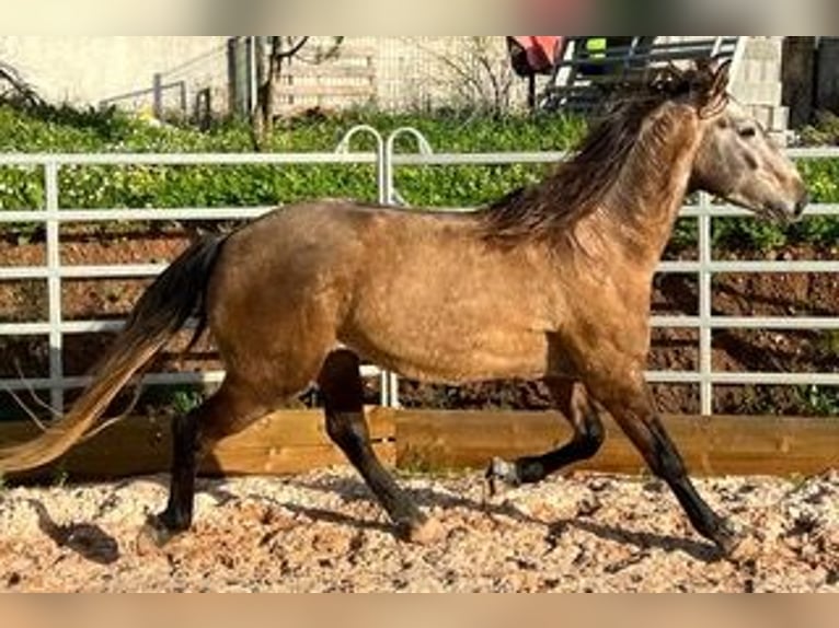 Lusitano Gelding 8 years 14,2 hh Dun in Santarém