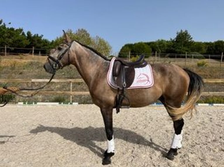 Lusitano Gelding 8 years 14,2 hh Dun in Santarém