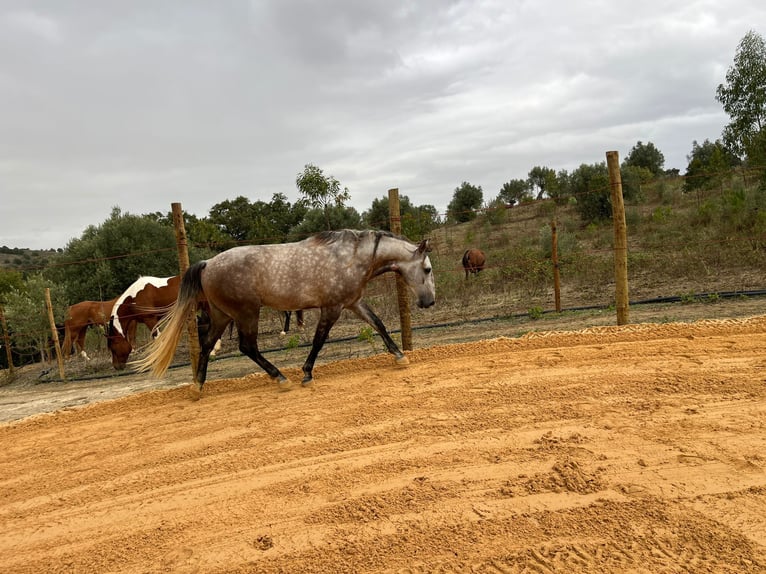 Lusitano Gelding 8 years 14,3 hh Dun in Santarem