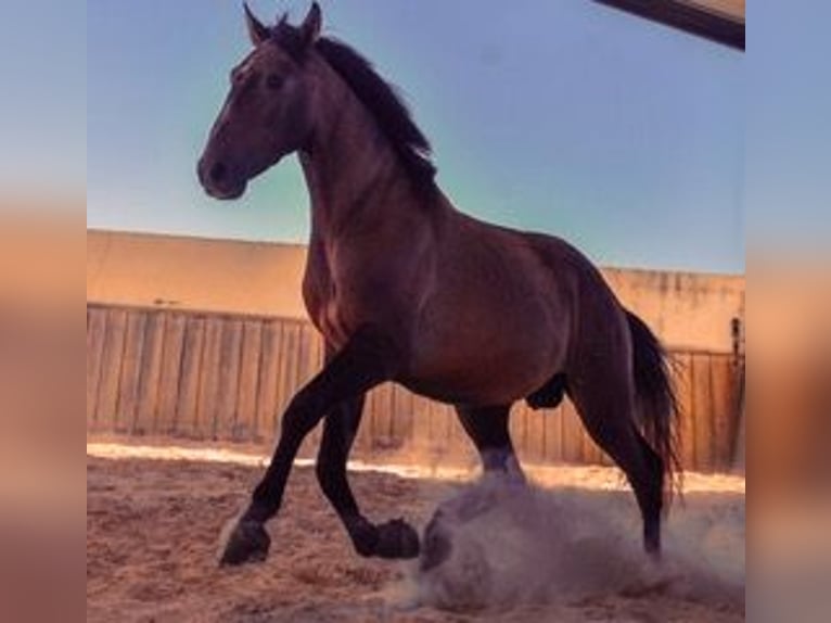 Lusitano Gelding 8 years 14,3 hh Dun in Santarem