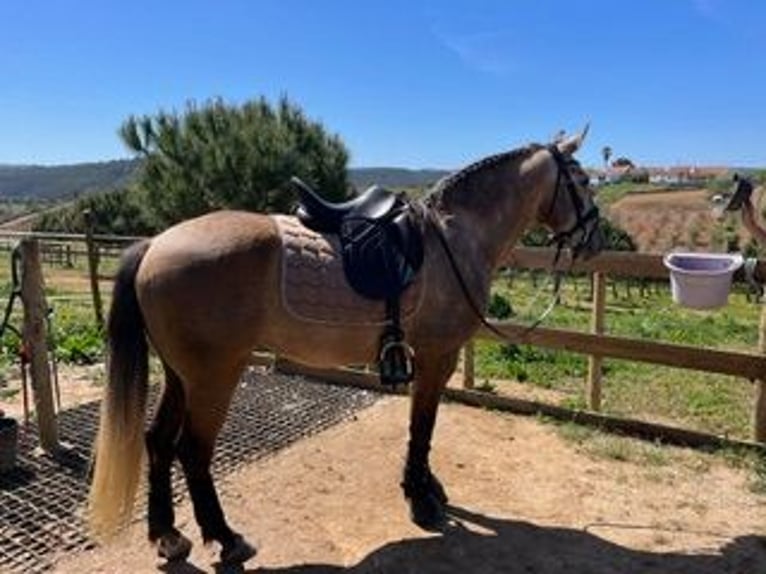 Lusitano Gelding 8 years 14,3 hh Dun in Santarem