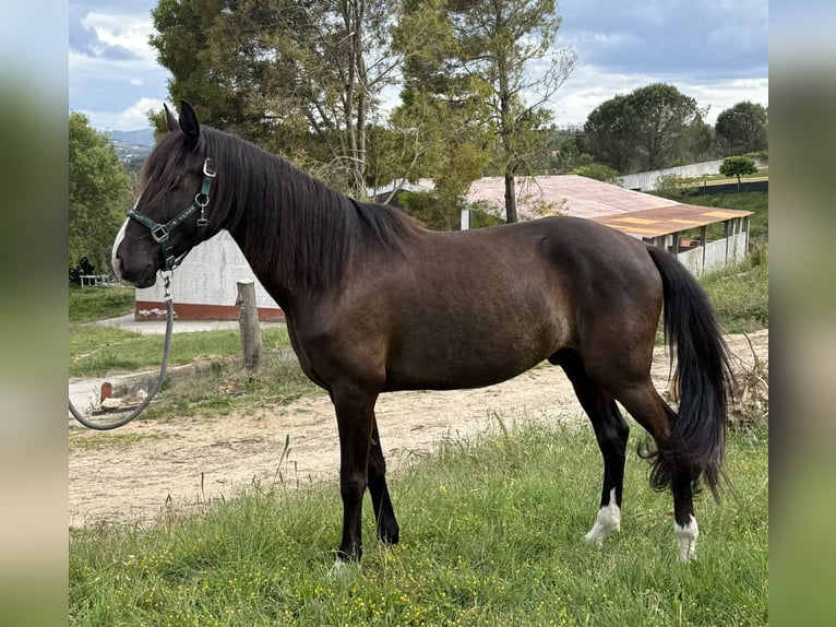Lusitano Gelding 8 years 15.1 hh Black in Casal do Ralha