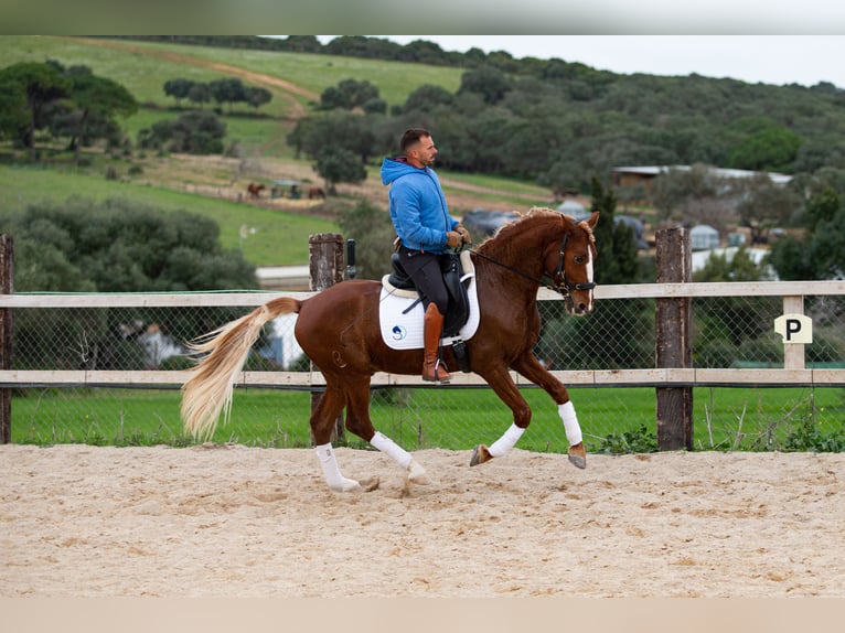 Lusitano Gelding 8 years 15,1 hh Chestnut-Red in Vejer de la Frontera