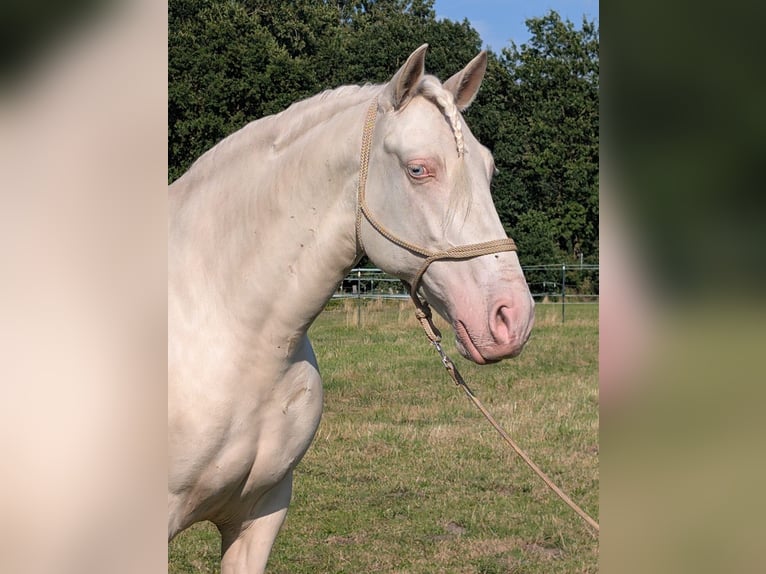 Lusitano Mix Gelding 8 years 15.1 hh Cremello in Hille