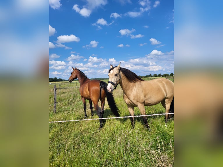 Lusitano Mix Gelding 8 years 15,1 hh Dun in Erkelenz