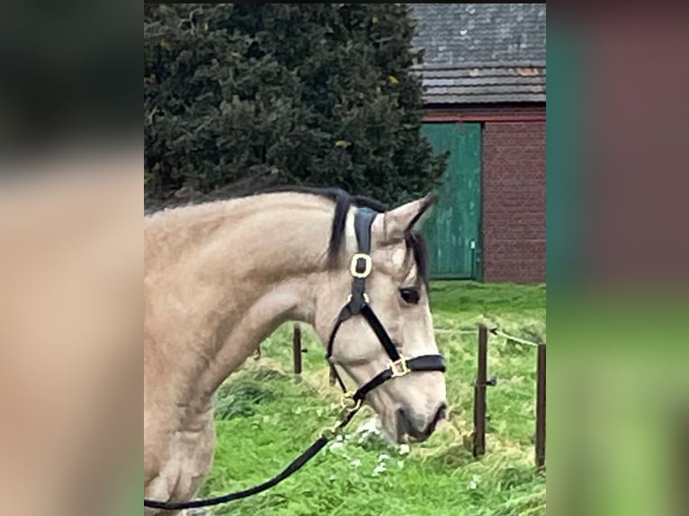 Lusitano Mix Gelding 8 years 15,1 hh Dun in Erkelenz