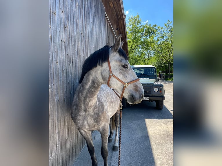 Lusitano Gelding 8 years 15,1 hh Gray-Dark-Tan in Maitenbeth