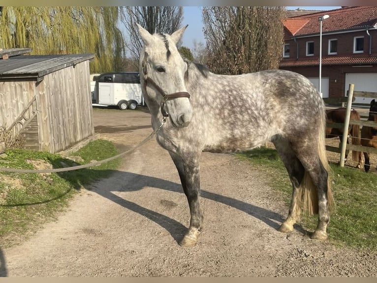 Lusitano Mix Gelding 8 years 15.1 hh Grey in Auetal Wiersen