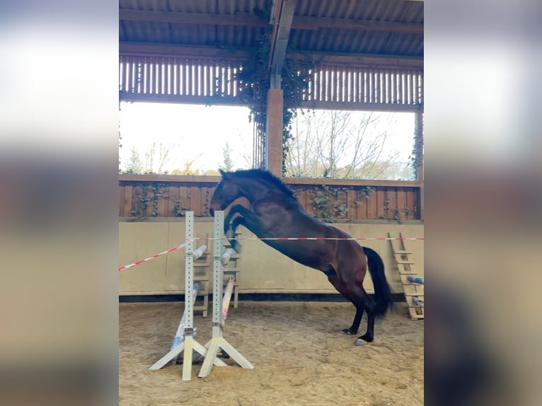 Lusitano Gelding 8 years 15.2 hh Brown in Pyrbaum